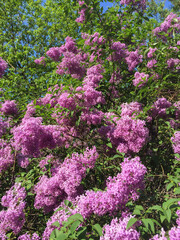 Obraz premium Blossoming purple lilac in the garden. Close-up. Location vertical.