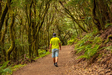 Fototapeta premium Man walking on a trekking trail in the mossy tree forest of Garajonay National Park, La Gomera, Canary Islands. On the excursion to Las Creces