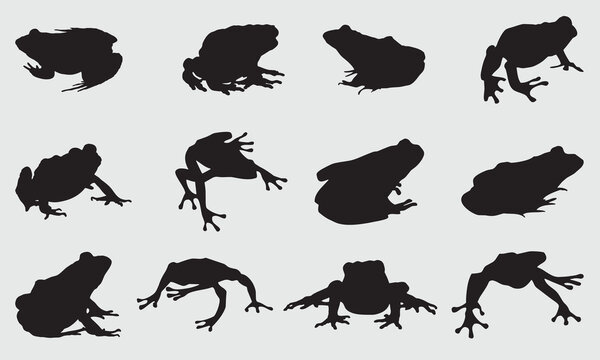 Frog Vector design