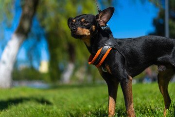Close-up of a cute little dog on the grass outside. Black and tan smooth-haired Russian Toy Terrier on the lawn on a sunny day