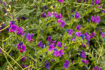 Pink flowers on the path up to the top of Garajonay in La Gomera, Canary Islands