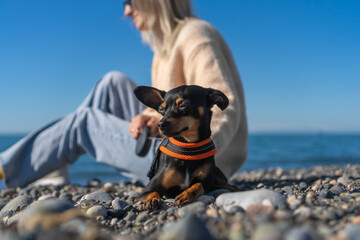 Beautiful serious black and tan toy terrier poses lying on a pebble beach at sea on a sunny day while walking with a young woman owner