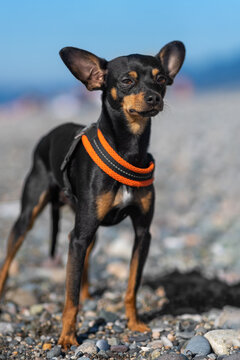 Beautiful black and tan dog of the russian Toy Terrier breed poses on the beach against the background of the sea on a sunny day. Vertical photo