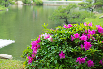 広島 初夏の縮景園を彩る新緑とマゼンダのサツキの花