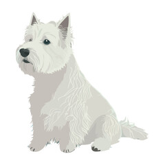 Cute terrier sitting, watching with loyalty Purebred