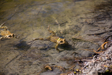Toads in the water along the shore of a river in Ontario, Canada.