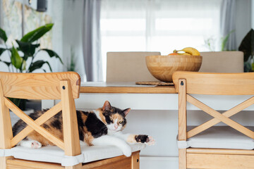 Home cat sleeps on the bar chair of modern open space kitchen. Pleased, well-fed, lazy multicolor adult cat relaxing. Funny fluffy cat in cozy home atmosphere. Hygge home. Selective focus, copy space
