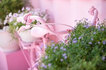 Purple flowers in wicker basket on old pink bicycle, abstract natural sunny and pink background. summer season.