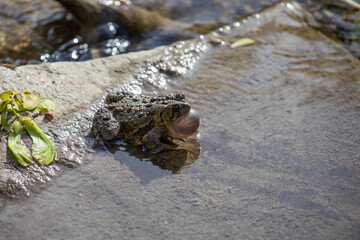Toads in the water along the shore of a river in Ontario, Canada.