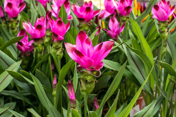 Wild Turmeric flowers. Pink turmeric flower has many kinds of essential oils. Curcuma longa plant
