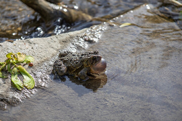 Toads in the water along the shore of a river in Ontario, Canada.