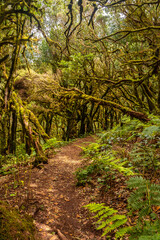 Trekking to Garajonay del Bosque natural park in La Gomera, Canary Islands. Trees with moss, humid forest on the path of Raso de la Bruma and Risquillos de Corgo