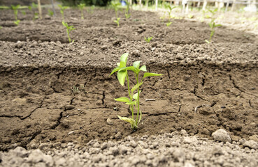 Green shoots in a vegetable garden