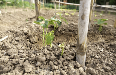 Green shoots in a vegetable garden