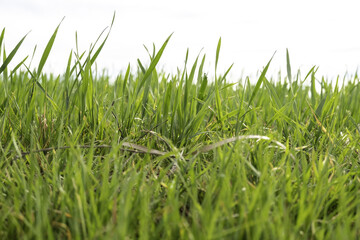 Wet grass in the field