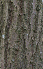 Details of the bark of quercus muehlenbergii