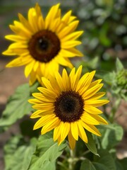Fototapeta premium sunflower on a field