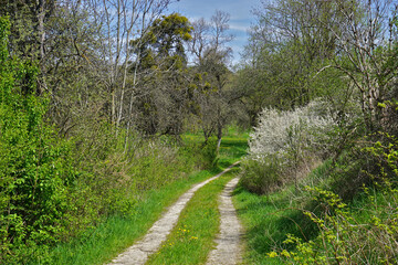 Hohlweg zwischen Sträuchern und Bäumen auf der Schwäbischen Alb