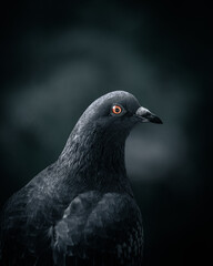 Gloomy pigeon