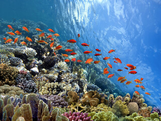 Fototapeta na wymiar Coral Reef in the Red Sea with Lyretail Anthias