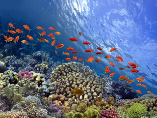 Naklejka na ściany i meble Coral Reef in the Red Sea with Lyretail Anthias