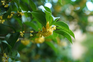 The beautiful flowers blooming in the garden in the warm season