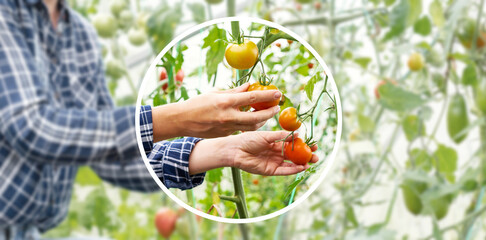 Fototapeta na wymiar Concept of cultivation organic vegetables in greenhouse, farmers hands and tomatoes.