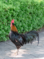 Close up black chicken on ground at Wat Phra Sri Mahathat Bang Khen