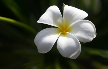 frangipani flowers green background