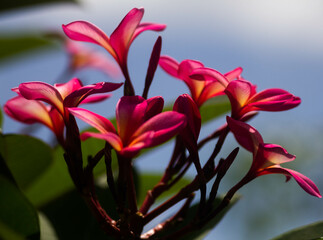 pink frangipani flowers green background