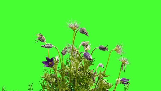sleep grass isolated on green screen
