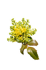 mahonia yellow flower with leaves, close up isolated on white