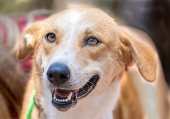 A portrait of a happy dog smiling