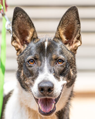 A portrait of a happy dog smiling and ears up