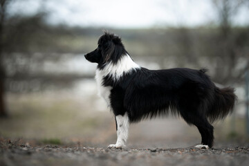 sheltie dog black and white color is in a show position