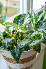 Close up of leaves philodendron white measures or birkin or new wave in the pot at home. Indoor...