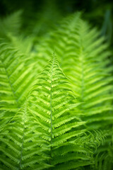 Closeup of fern leaves in the forest
