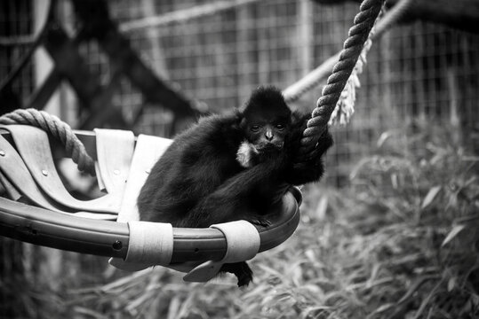 portrait of black gibbon in a lying in a zoological park