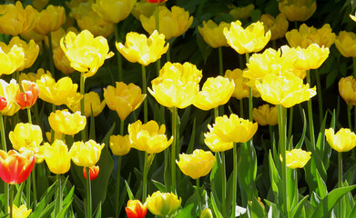 Obraz premium Blooming tulips of yellow color in the city park.