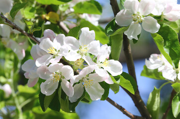 Apple tree flowers in the city park