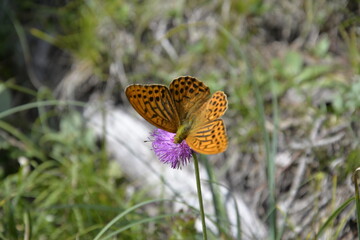butterfly on a flower