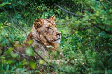 African lion young male portrait hiding in the bush in Kruger National park, South Africa ; Specie Panthera leo family of Felidae
