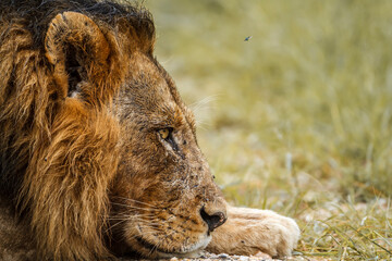 African lion portrait lying down in Kruger National park, South Africa ; Specie Panthera leo family of Felidae