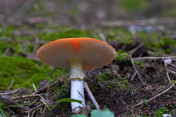 mushroom in the forest
