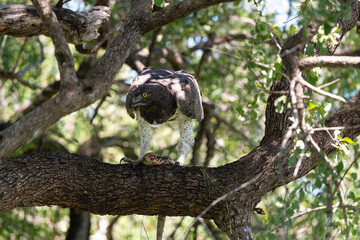 Aigle martial, Polemaetus bellicosus, Martial Eagle, Varan du Nil, Varanus niloticus