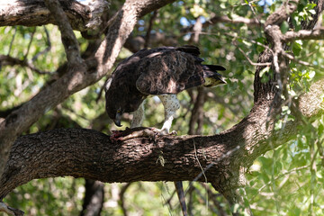 Aigle martial, Polemaetus bellicosus, Martial Eagle, Varan du Nil, Varanus niloticus