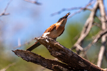 Guêpier carmin,.Merops nubicoides, Southern Carmine B