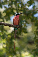 Guêpier carmin,.Merops nubicoides, Southern Carmine B