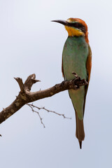 Guêpier d'Europe,.Merops apiaster, European Bee eater