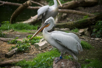 Portrait of captive pelicans in a zoologic park